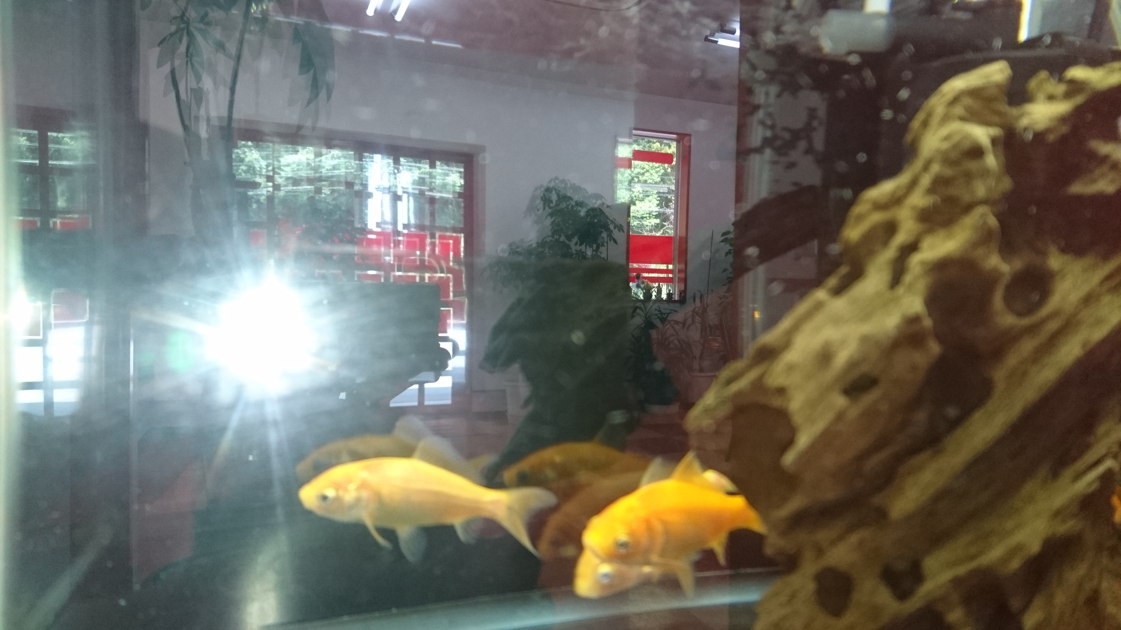 いい天気になりました。